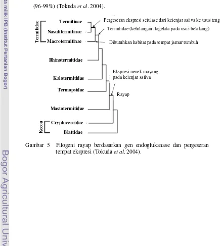 Gambar 5  Filogeni rayap berdasarkan gen endoglukanase dan pergeseran 