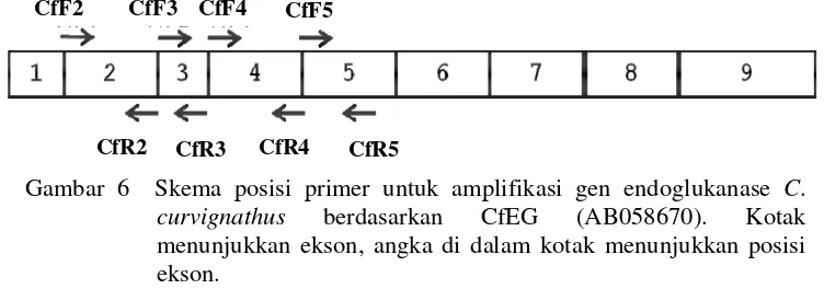 Gambar 6  Skema posisi primer untuk amplifikasi gen endoglukanase C. 