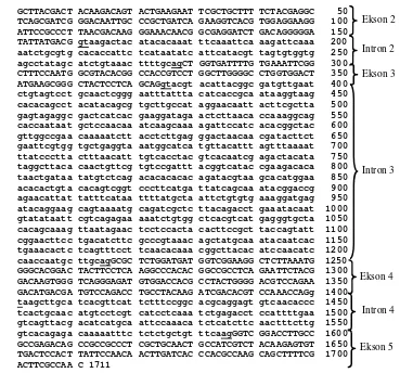 Gambar 9  Sekuen DNA gen endoglukanase C. curvignathus. Huruf besar menunjukkan urutan basa ekson dan huruf kecil menunjukkan urutan basa intron