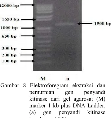 Gambar 8 Elektroforegram ekstraksi dan 