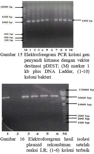 Gambar 15 Elektroforegram PCR koloni gen 