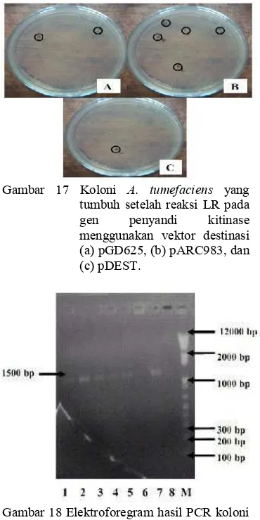 Gambar 18 Elektroforegram hasil PCR koloniA. tumefaciens; (1-2) dengan vektor destinasi pGD625,(3-7) dengan vektor destinasi pARC983, (8) dengan vektor destinasi pDEST, (M) marker 1 kb plus DNA Ladder.