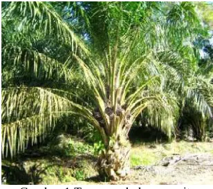 Gambar 1 Tanaman kelapa sawit.