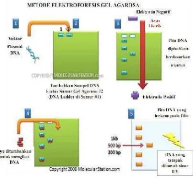 Gambar 6 Prinsip elektroforesis.