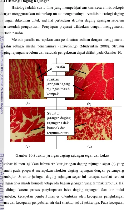 Gambar 10 Struktur jaringan daging rajungan segar dan kukus 