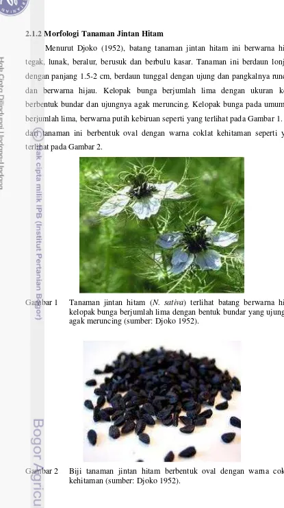 Gambar 1 Tanaman jintan hitam (N. sativa) terlihat batang berwarna hijau, 