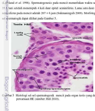 Gambar 5  Histologi sel-sel spermatogenik  mencit pada organ testis yang dengan 
