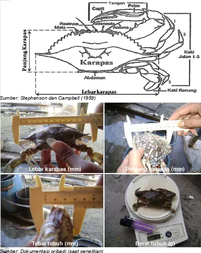 Gambar 7  Sketsa dan Cara Pengukuran Tubuh Rajungan (Portunus pelagicus). 