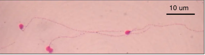 Gambar 2 Morfologi spermatozoa lele dumbo menggunakan pewarnaan Williams.