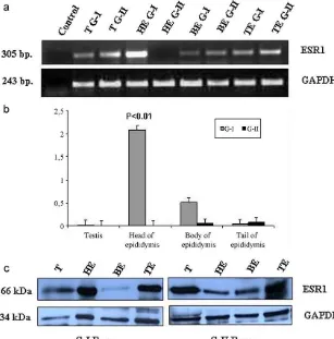 Fig.BE:of TE: Tail Body of  (c)Proteinepididymis,  qRT-PCR. byexpressionindifferentreproductivetissuesfromG-IandG-IIboarsbywesternblotting.(T:Testis,HE:Headofepididymis,                         mRNA expression   indifferent reproductive  tissues  from G-I 