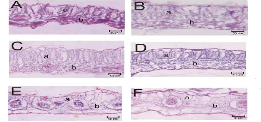 Tabel 5 Tebal kutikula (adaksial dan abaksial), tebal epidermis (adaksial dan abaksial), tebal daun, tebal palisade, dan tebal bunga karang 