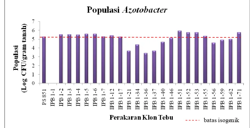 Gambar 4. Populasi Azotobacter pada perakaran tebu transgenik IPB 1 dan tebu 