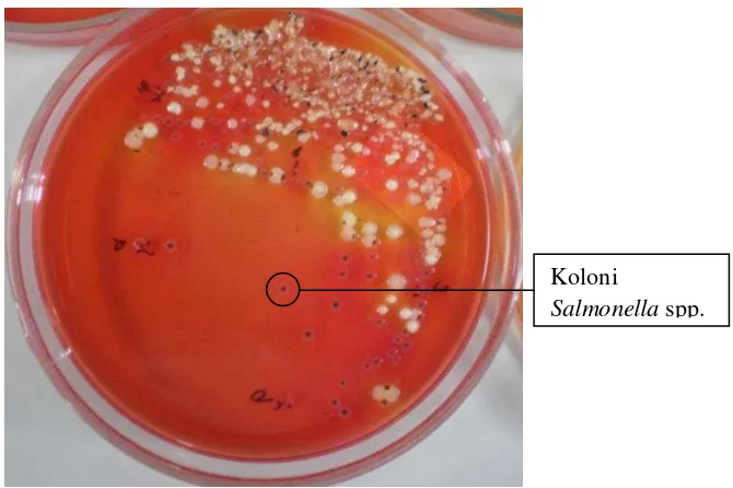 Gambar 1 Koloni Salmonella spp. pada media XLD agar 