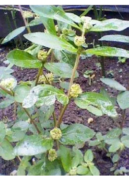 Gambar 1. Tanaman patikan kebo (Euphorbia hirta L) 