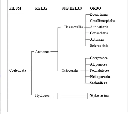 Gambar 1. Bagan klasifikasi Filum Coelentrata, karang batu pembentuk terumbu berada dalam kolom ordo cetak tebal  (Sorokin, 1993) 