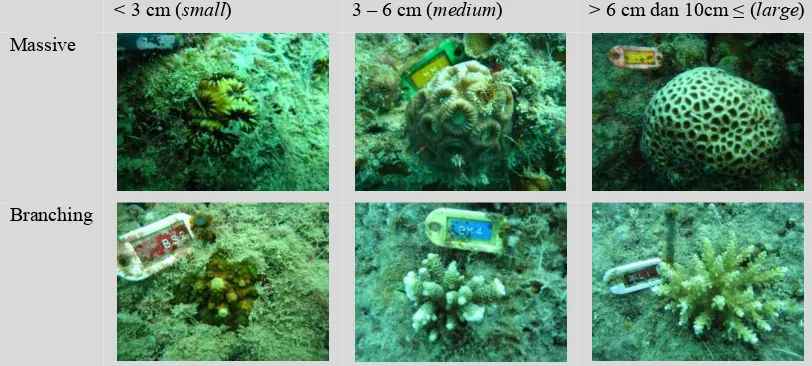 Gambar 3. Objek penelitian, rekrut karang berdasarkan bentuk koloni dan kelas ukuran 3.3  Metode sampling 