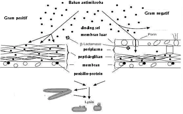 Gambar 2.3.  Mekanisme bahan  antimikroba terhadap bakteri Gram negatif dan Gram                        positif
