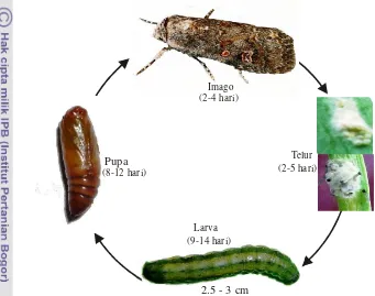 Gambar 2.1. Siklus hidup UGB Spodoptera exigua (Gambar: koleksi pribadi)