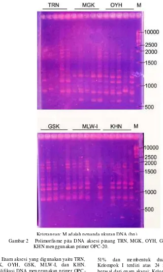 Gambar 2   Polimorfisme pita DNA aksesi pinang TRN, MGK, OYH, GSK, MLW-I, dan  