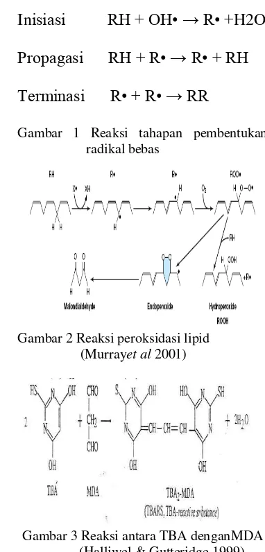Gambar 3 Reaksi antara TBA denganMDA            (Halliwel & Gutteridge 1999) 