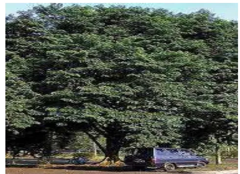 Gambar 2  Pohon mahoni (Swetenia mahagoni Jacq). 