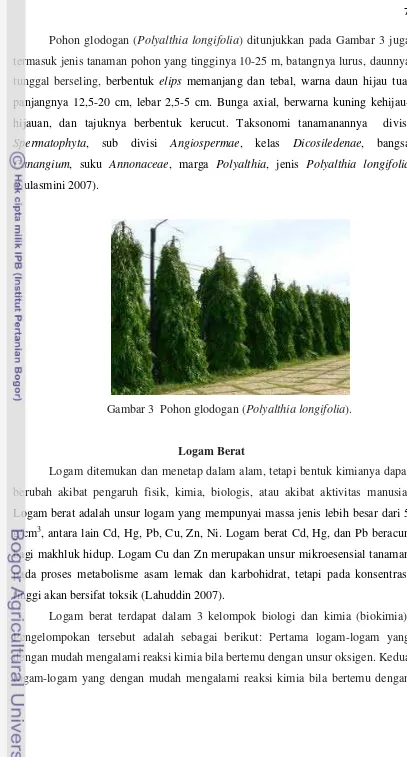 Gambar 3  Pohon glodogan (Polyalthia longifolia). 