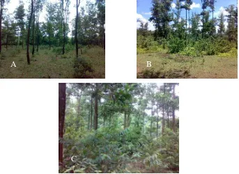 Tabel 11 Biomassa dan serapan karbon tanaman akasia di PT Musi Hutan Persada (Heriyansyah et al