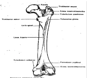Gambar no.2 femur  (Evelyn C. Pearce,1999:79) 