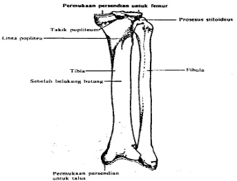 Gambar no.3 tulang fibula (Evelyn C. Pearce,1999:82) 