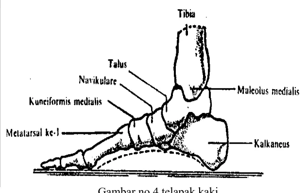 Gambar no.4 telapak kaki (Evelyn C. Pearce,1999:84) 