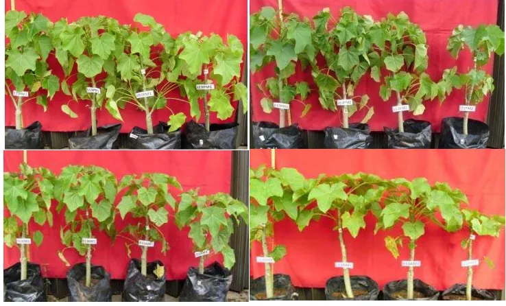 Gambar 5  Perbedaan morfologi tanaman jarak pagar pada media 8 kg 70 HSP.  Kombinasi semua batang bawah dengan IP3P pada M1 (A)  dan M2 (B)