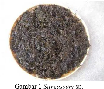 Gambar 1 Sargassum sp. 