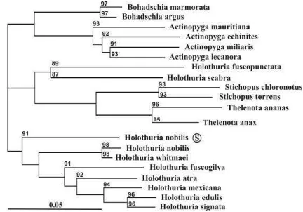 Gambar 4. Hasil analisis filogenetik produk teripang hasil penjajaran nukleotida dengan primer 16S 