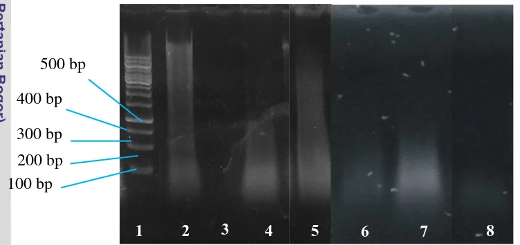 Gambar 5. Elektroforegram hasil ekstraksi DNA tuna (1) Marker 100 bp 