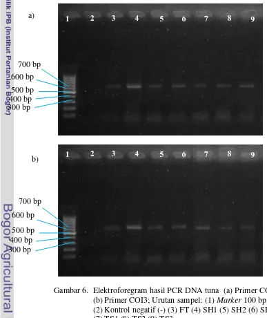 Gambar 6.  Elektroforegram hasil PCR DNA tuna  (a) Primer COI1  