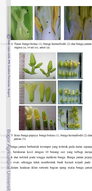 Gambar 4. Tunas bunga betina (1), bunga hermafrodit (2) dan bunga jantan (3) 