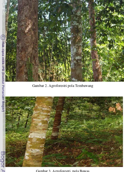 Gambar 2. Agroforestri pola Tembawang 