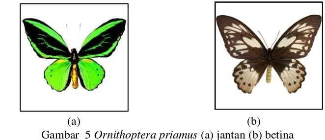 Gambar  5 Ornithoptera priamus (a) jantan (b) betina 