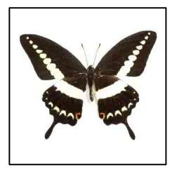 Gambar 10   Papilio helenus 