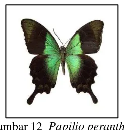 Gambar 11  Papilio memnon (a) jantan (b) betina 
