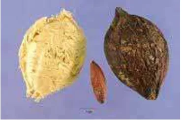 Gambar 2.1. Ketapang (Terminalia catappa) 