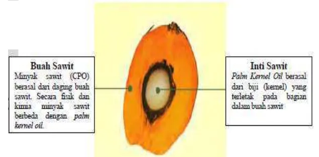 Gambar II.2.1.1 diatas merupakan gambar buah kelapa sawit yang terdiri 