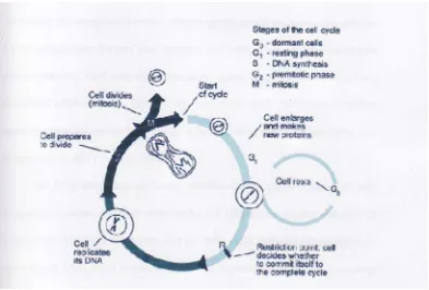 Gambar 4. Siklus Sel. Siklus Sel Terdiri dari 4 Fase yaitu Fase-G1 (Fase Pertumbuhan ke-1), Fase S (Fase Sintesis), Fase-G2 (Fase Pertumbuhan ke-2), 