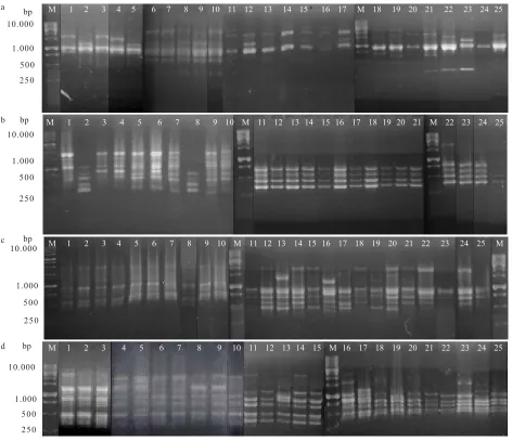 Figure 1. Amplification products generated from 25 clones of rubber using. a. OPH-03, b