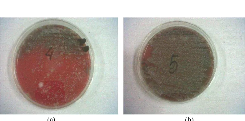 Gambar 3  Gambaran koloni mikroorganisme dari swab peralatan pemerahan di peternakan Kunak pada media agar darah domba 5% (a) rangking 4; (b) rangking 5