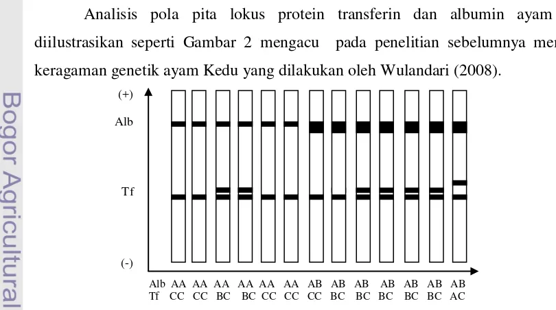 Gambar 2.  Susunan Pola Pita Protein Plasma Darah Ayam Kedu (Wulandari, 2008) 