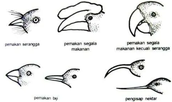 Gambar 1  Berbagai bentuk paruh burung 