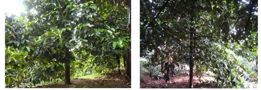 Gambar 2. Areal Kebun Manggis di Leuwiliang 