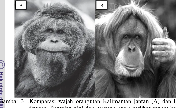 Gambar 3  Komparasi wajah orangutan Kalimantan jantan (A) dan Betina (B) 