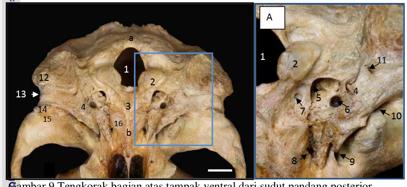 Gambar 9 Tengkorak bagian atas tampak ventral dari sudut pandang posterior. 